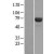 Western Blot: Hsp70 Lysate [NBL1-11749] - Western Blot experiments. 
Left-Control; Right -Over-expression Lysate for HSPA1A